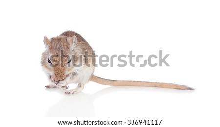 Portrait of a funny gergil eating isolated on a white background