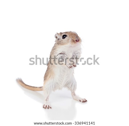 Portrait of a funny gergil standing isolated on a white background