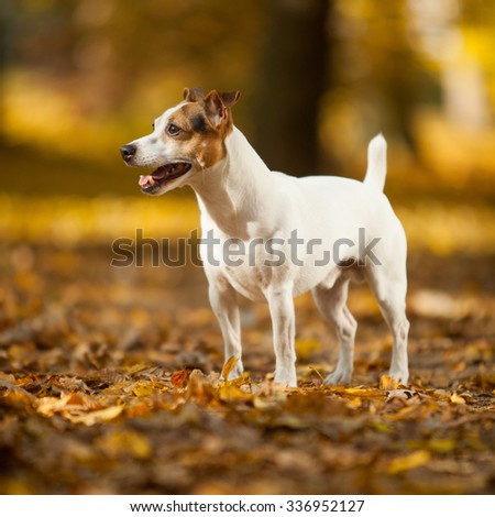 Adorable jack russell terrier in autumn, standing alone
