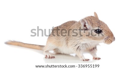 Profile of a funny gergil isolated on a white background
