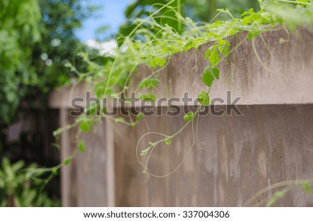 Coccinia grandis leaf at wall