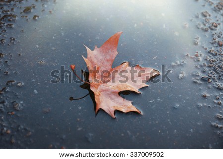 Maple leaf on wet ground