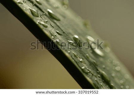 Drops of water on a leaf of aloe vera close up