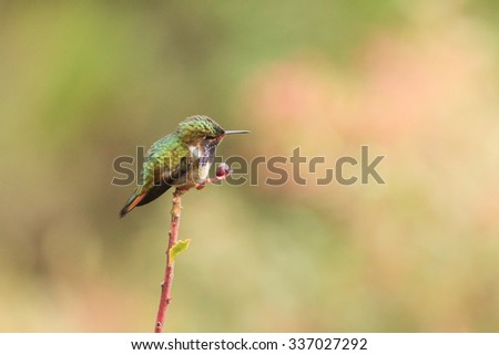 Tiny Hummingbird photo from Costa Rica.