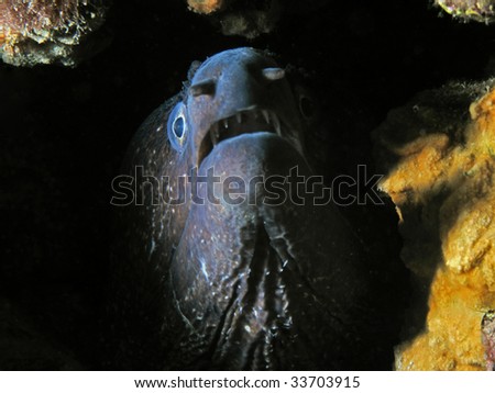 underwater murena, moray
