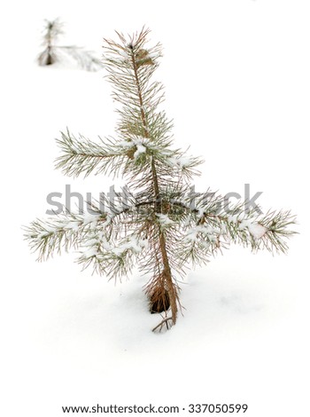Young pine in snow.