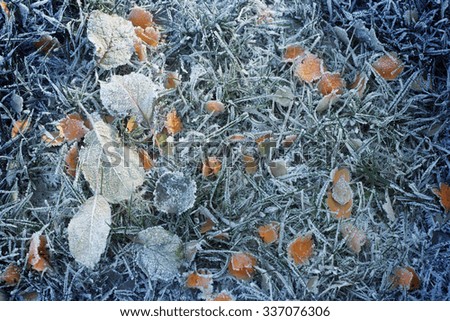 autumn frozen leaves on green grass