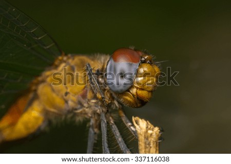 Macro close-up stock photo of a Dragonfly