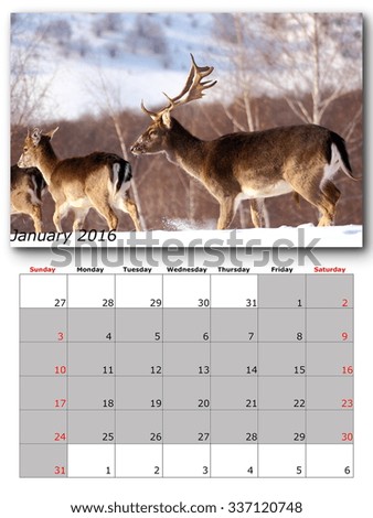 wildlife calendar january 2016 print page layout
