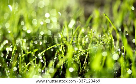 fresh green grass with water drops, blurred bokeh