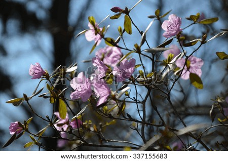 purple flowers on a background of blue sky picture with depth of field.