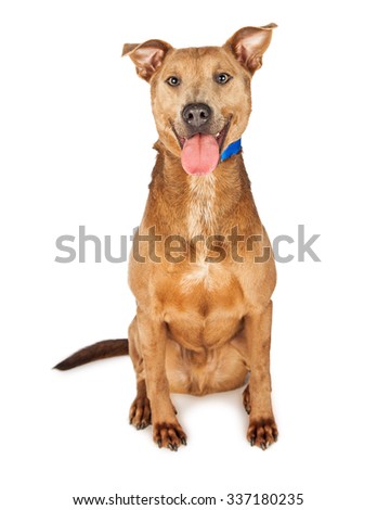 Cute and happy tan color mixed shepherd breed dog with tongue out sitting on a white background