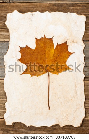 maple leaf herbarium on old paper background on the old textured boards