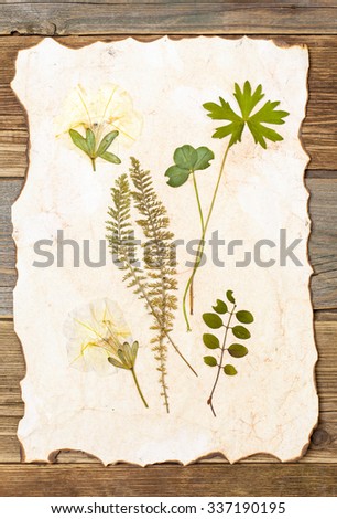plants herbarium on backround vintage paper and old boards
