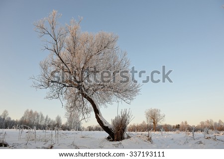 Trees covered with hoarfrost in frosty day