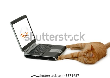 Cat is looking at a laptop with a picture of a bowl of fish.