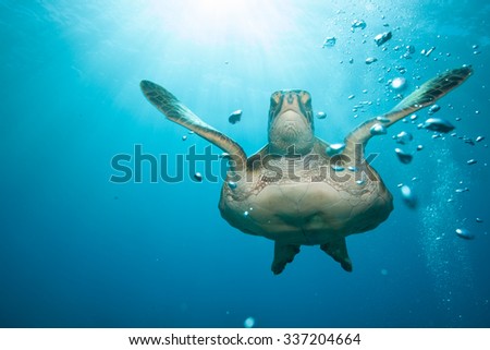 Hawaiian green sea turtle with sunburst and bubbles in a blue ocean