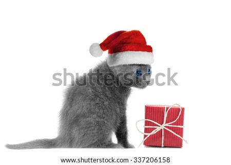 Kitten in santa hat and red gift box, isolated in white
