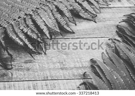 fern leaves on a wooden background