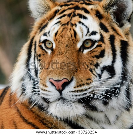 Close-up picture of a Siberian Tiger on a cold Winter day