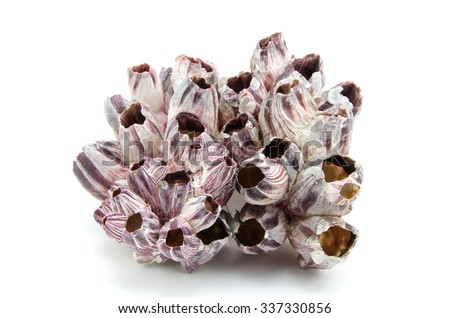 barnacle seashell isolated on white background Royalty-Free Stock Photo #337330856