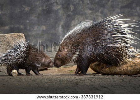 Porcupine in zoo.