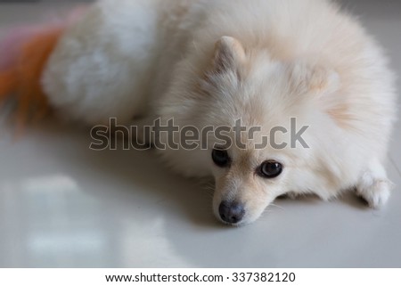 white pomeranian puppy dog cute pets in home