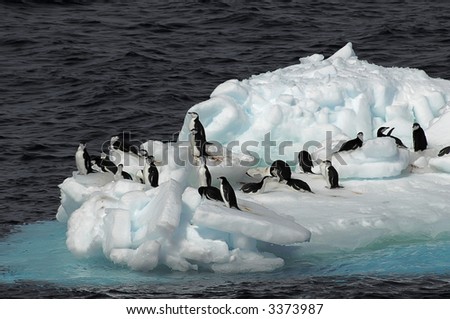 A small group of Antarctic chinstrap penguins on a drifting ice floe. Picture was taken in the Southern Ocean during a 3-month Antarctic research expedition.