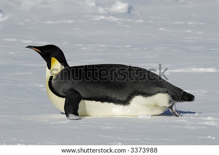 An emperor penguin is gliding over the Antarctic ice. Picture was taken in the Atka Bay during a 3-month Antarctic research expedition.