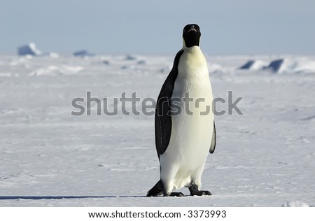 An emperor penguin standing in front of a beautiful Antarctic ice scenery. Picture was taken in the Atka Bay during a 3-month Antarctic research expedition.