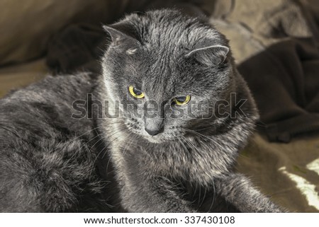 Nice centered grey cat with yellow eyes