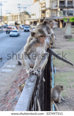 Little monkey sitting on fence in city.