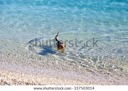 Dog swimming in the sea - enhanced colors