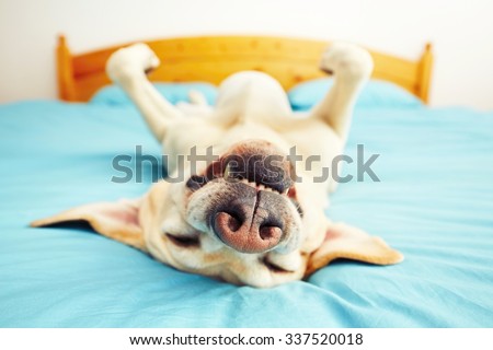 Dog is lying on back on the bed - selective focus Royalty-Free Stock Photo #337520018