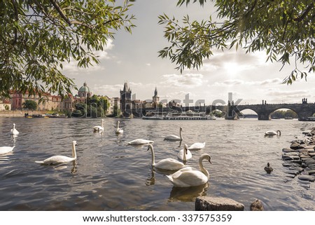 Charles bridge and Swans on Vltava river in Prague. Toned photo.