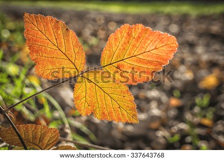 Picture of leaves on a tree in autumn in the evening light