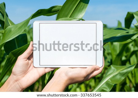 Hands holding tablet in corn field during summer