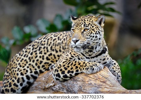 Leopard in nature.