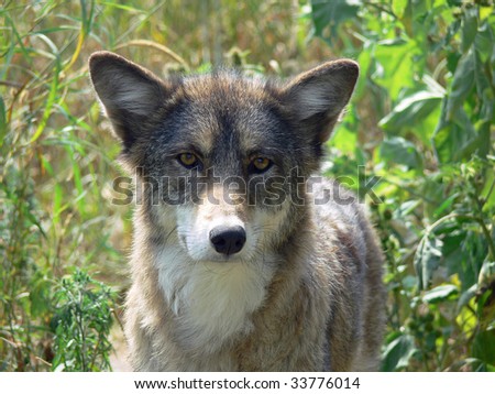 Coyote In Tall Grass