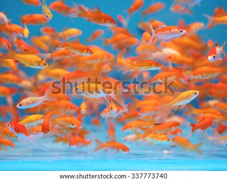 Lot of Goldfish in Aquarium Tank Against Blue Background