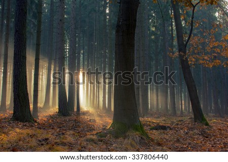 Sunrise through the trees in the forest