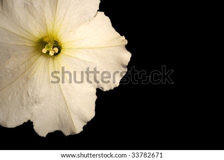 Isolated white flower with black background