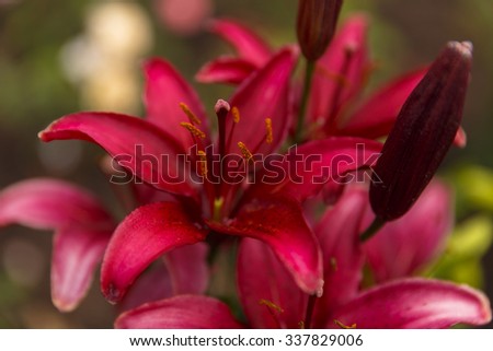 background of red lily flowers