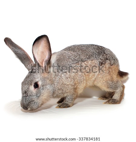 Decorative grey rabbit. Adults male, 1 year old