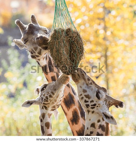 Three giraffes eating hay from feeder at zoo, selective focus