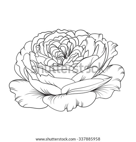 Silhouette of rose. Rose flower. Open flower. Botany set. Vintage flowers. Isolation vektor.  Isolated object. Vector illustration.