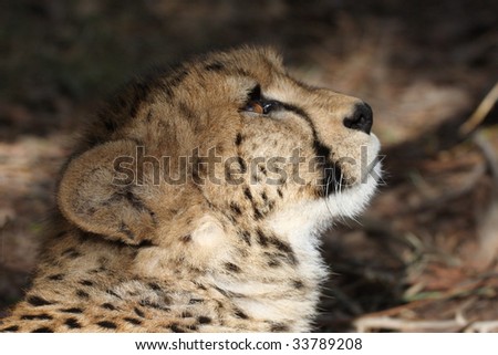 A Cheetah Cub looks up