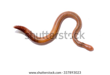 Close up of earthworm Royalty-Free Stock Photo #337893023