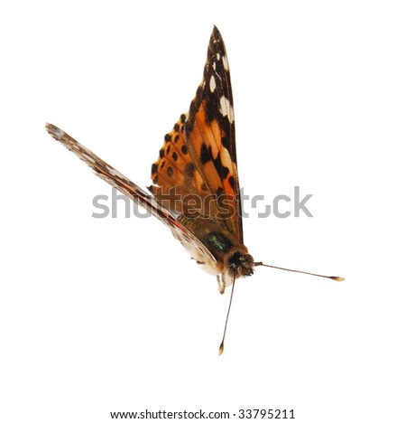 Butterfly on a white background, (Cynthia cardui), (isolated)