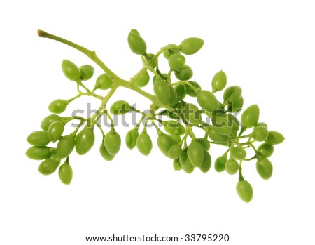 Bunch of green grapes on a white background